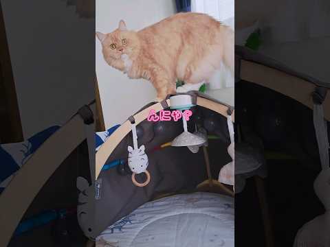 【保護猫】器用にテントの上に乗っているのを目撃されて、恥ずかしくなって逃げる猫が可愛い