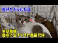 【62多頭崩壊組】頑張って生き抜いてきた美猫兄妹