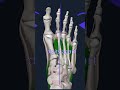 Basic Joint Movements – Anatomy Overview