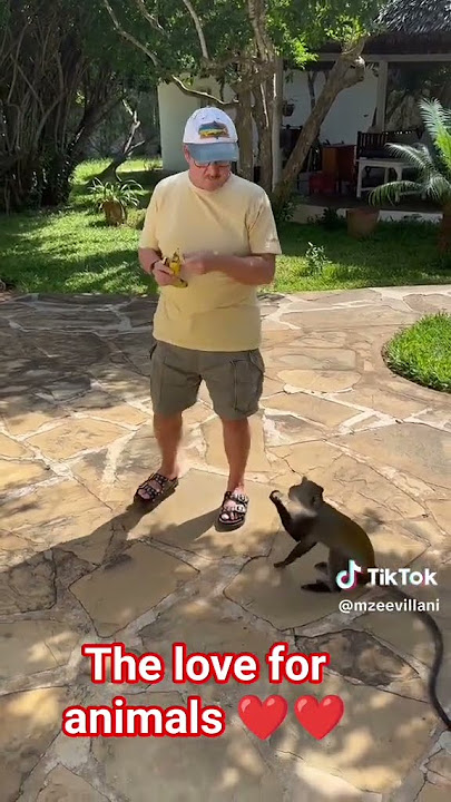 ukitaka kumuua ngedere, ficha Kamba majanini