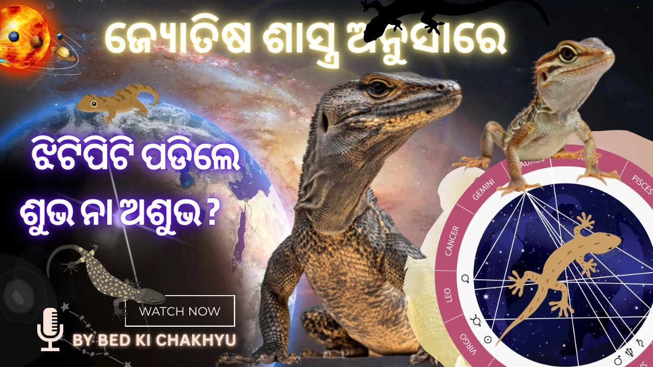 ଝିଟିପିଟି ପଡିଲେ ଶୁଭ ନା ଅଶୁଭ ? | By #bedkichakhyu #astrology #learnastrology #sastra #odia #auspicious