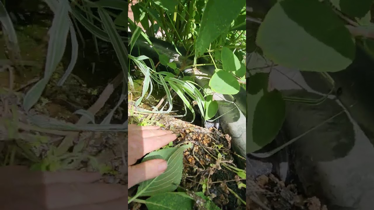 duckaponics, bog filter for duckpond