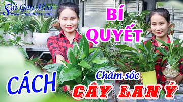 Bí Quyết Chăm Sóc Cây Lan Ý Cho Hoa Đẹp - Vì Sao Cây Lan Ý Ra Hoa Màu Xanh?