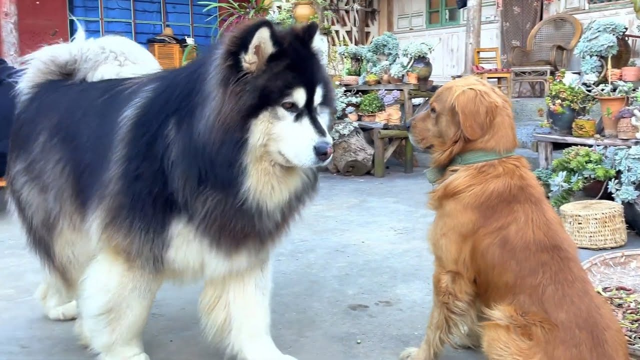 平时总跟大王打闹的邻居家金毛，是玩伴也是最好的朋友 GinMao who always fight with Dawang but he is a playmate and a best friend