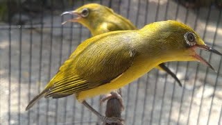 Suara Pancingan PLECI Bahan Agar Cepat Belajar Bunyi Ngalas Buka Paruh , SUDAH TERBUKTI Suara Pancingan PLECI Bahan Agar Cepat Belajar Bunyi Ngalas Buka Paruh , SUDAH TERBUKTI