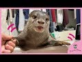 甘えん坊カワウソのビンゴとママがなにやら楽しそうだ!Otter Bingo and mama is having fun together