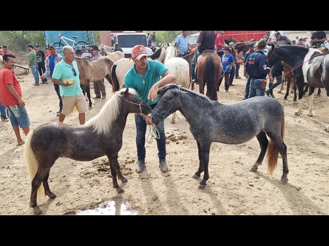 A saga de Chapado, cavalo abandonado e ferido, adotado no interior de SP -  11/03/2022 - UOL TAB