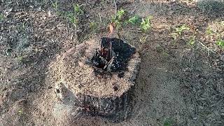 making a turbo stove out of a stump by small engine guys 359 views 1 month ago 5 minutes, 56 seconds
