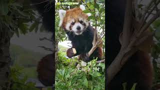 【東山動植物園公式】今朝のまるこ《 シセンレッサーパンダ　レッサーパンダ 》