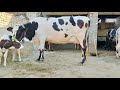 cholstani Friesen Cross Cow (03054823553)23 September 2024