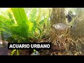 Peceras peces y plantas  acuario urbano sub canal de pesca urbana