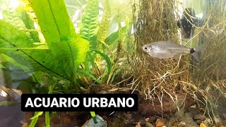 Peceras, peces y plantas 🐠 ACUARIO URBANO, sub canal de PESCA URBANA