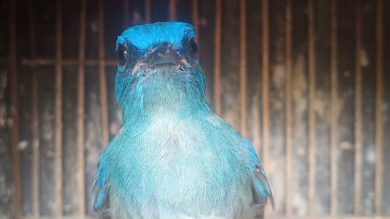 Slendang biru,opyor jawa,ciblek kali,kemade