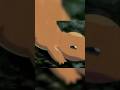 Why Fans Love Charizard ? #shorts #anime