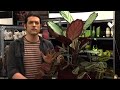 Calatheas y Marantas: variedades y plantación en contenedor - Decogarden - @Jardinatis