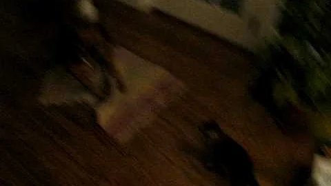 Watch the video about Bengal kitten jumps at rhodesian ridgeback