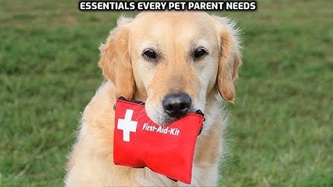 Creating a Dog Emergency Kit   Essentials Every Pet Parent Needs
