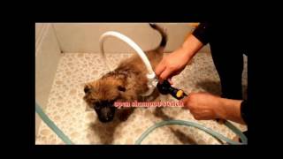 360度サークルペット犬猫スプレーシャワーノズル犬子犬スプレーヘッ