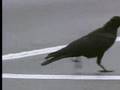 Wild crows inhabiting the city use it to their advantage  david attenborough   bbc wildlife