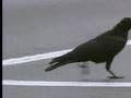 Wild crows inhabiting the city use it to their advantage - David Attenborough  - BBC wildlife