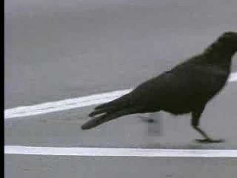 Thumbnail for the embedded element "Wild crows inhabiting the city use it to their advantage - David Attenborough - BBC wildlife"