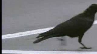 Wild crows inhabiting the city use it to their advantage  David Attenborough   BBC wildlife