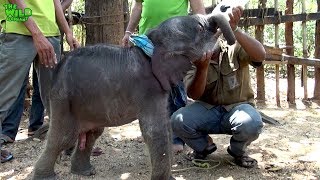 Wildlife team feeds little elephant  with milk and also gets treated