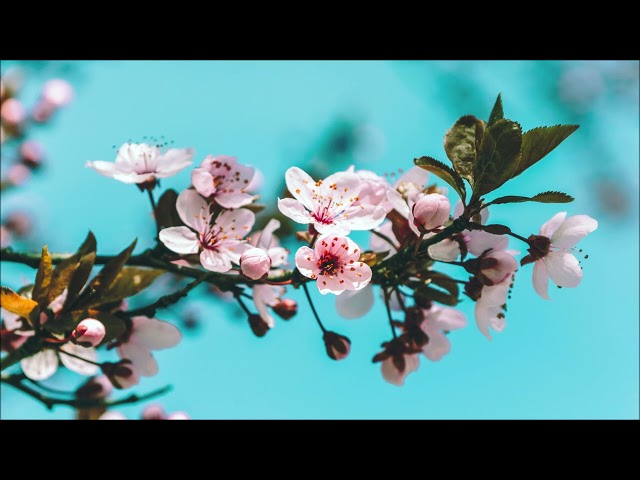 Cafe De Anatolia MEDITATION & ASMR - Spring  | Beautiful Relaxing Music for Study and Work class=