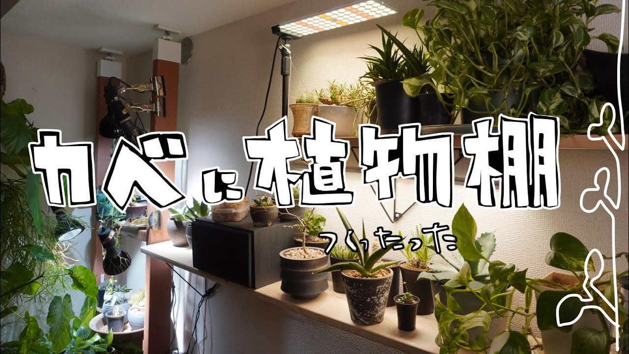 観葉植物まだ置けるぜ！壁に植物棚作った#ジャングル計画 - YouTube