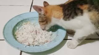 kucing kampung piaraan!! ci Mona lucu dan pintar