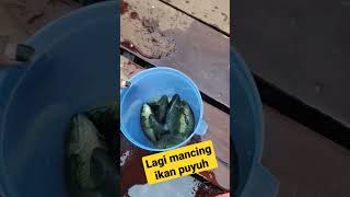 Download Lagu mancing ikan puyu! #sorts MP3