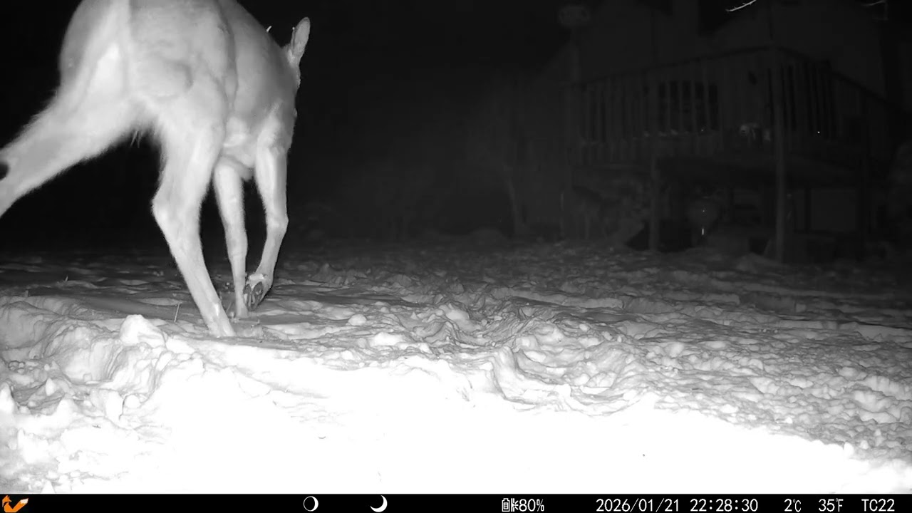 My NEW Trail Cam! 🎥 Deck Feeders, Stray Cats, and the Skunk Mission! 20250126 A