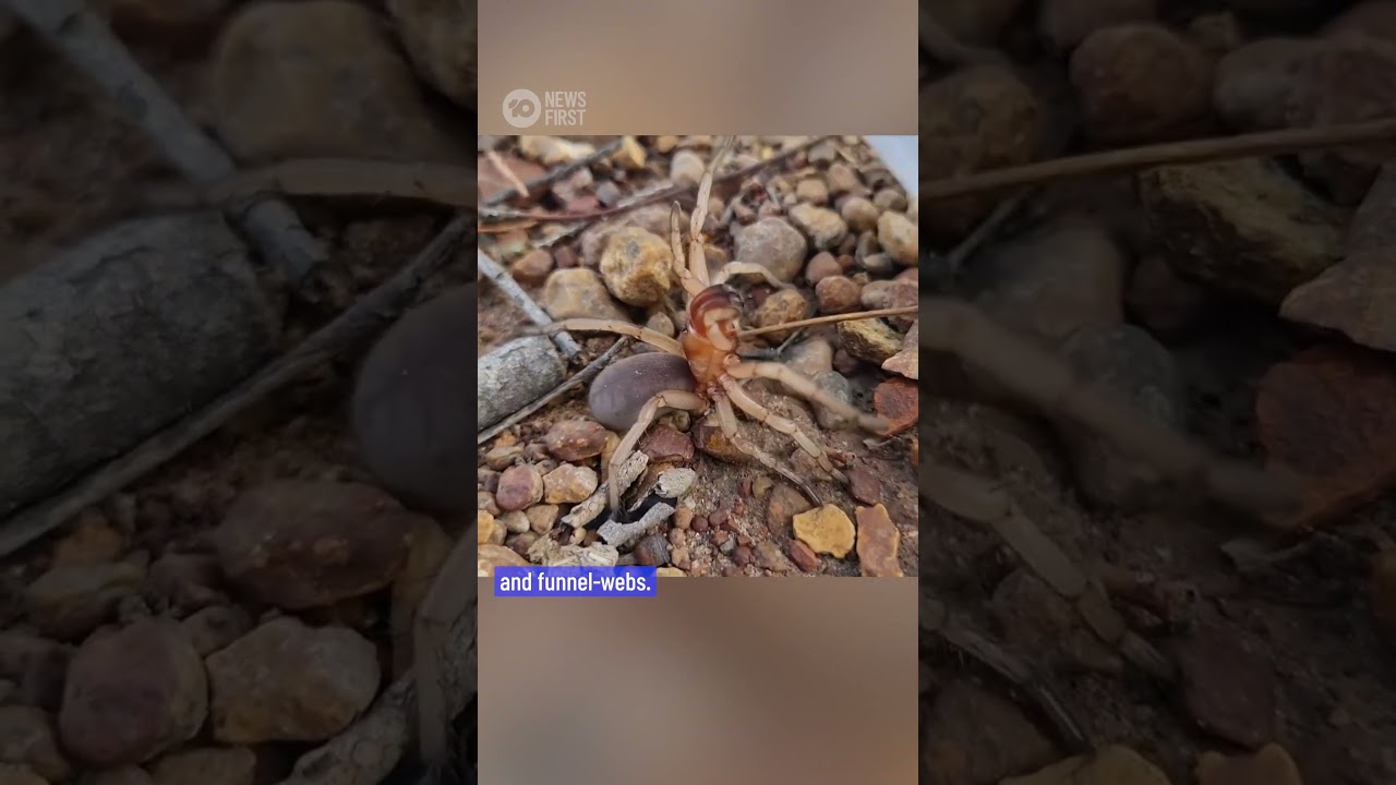 55 New Species Of Wishbone Spiders Discovered In Australia | 10 News First