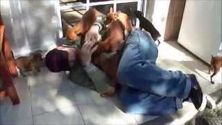 Pirañas Pinscher Mini asesinan a un hombre!!!