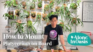 How to Mount Staghorn Fern (Platycerium) on Board | Simple StepbySteps Guide