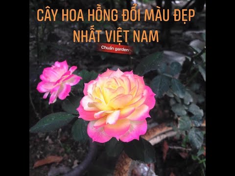 Video: Tại sao hoa hồng của tôi đổi màu: Tìm hiểu điều gì khiến hoa hồng đổi màu