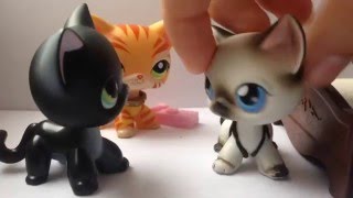 LPS MV : Zoom (12+) LPS MV : Zoom (12+)