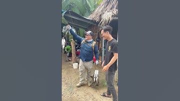 Hồ câu lure cá chẽm thả cá gì kì quá #caulure #caulurecachem #fishing  #caucachem