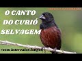 O Canto do Curió Selvagem (Sem Intervalos Longos)