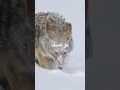 عز نفسك ولا تذلها mp3