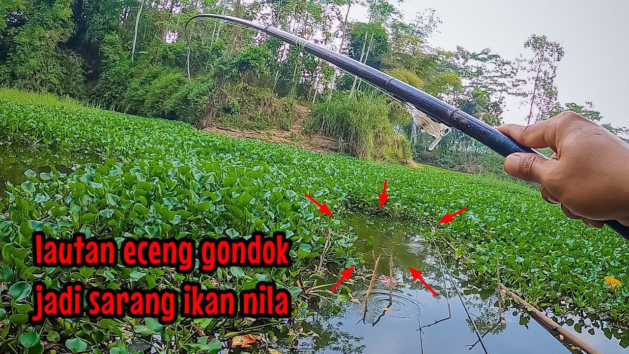 SPOTNYA KAYA SARANG ULAR‼️TAPI ISINYA LUAR BIASA || mancing ikan nila di waduk selorejo Ngantang