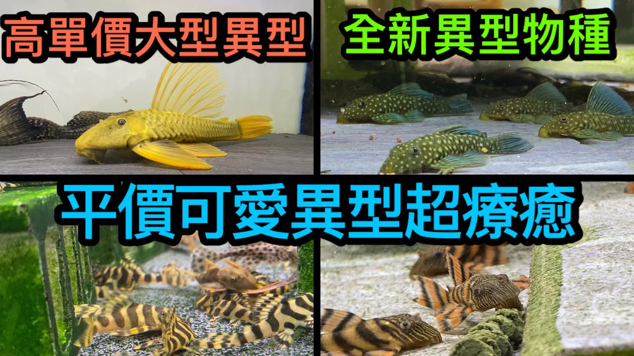 異型魚系列-全新物種阿凡達藍鑽,全台僅有的少數幾隻,身價超過一台摩托車,阿蓮卡紅老虎異型、黃金斑馬異行超可愛的小型異型該如何照顧,黃金霓虹達摩異型三種型態,適合大魚缸大型魚的高級清道夫