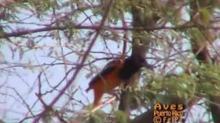 Turpial troupial Icterus Icterus Ave Nacional De Venezuela