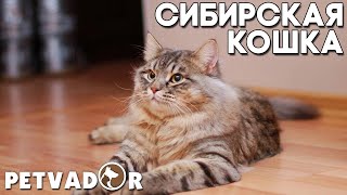 Сибирская кошка всё о породе. Сибирская порода кошек  характер, уход и содержание.