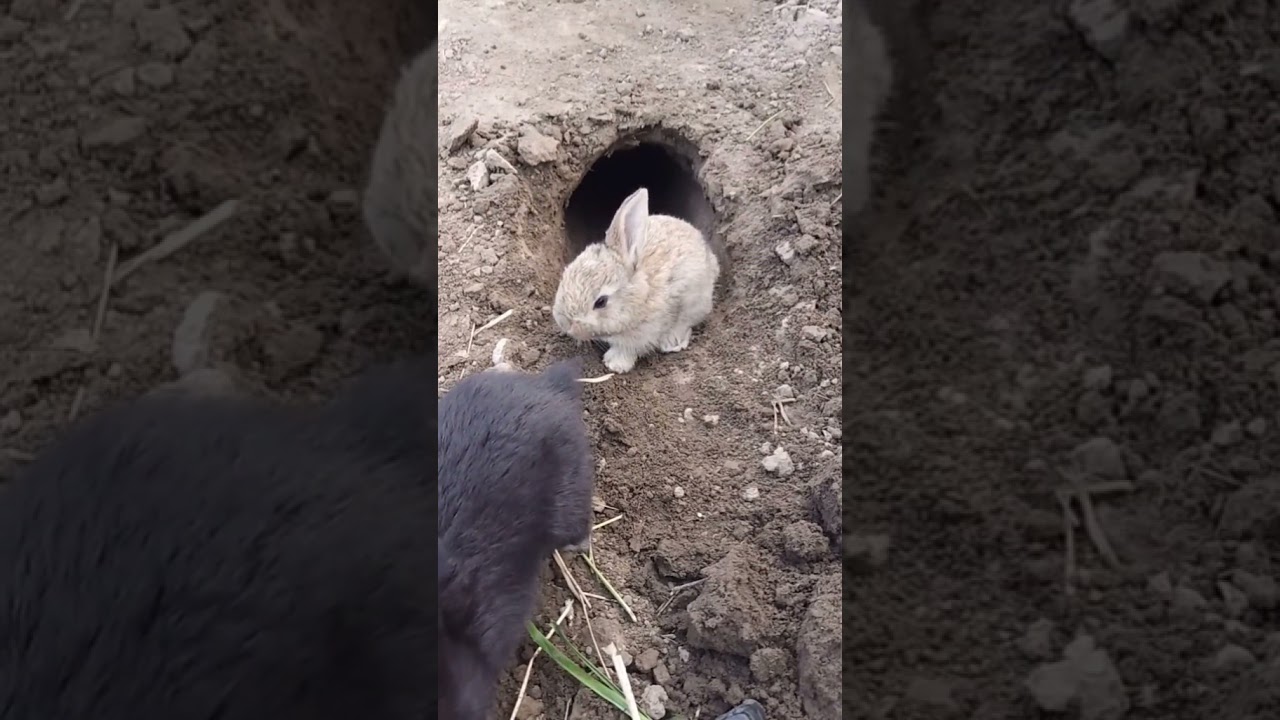 RABBIT, OMG Animals SOO Cute! AWW Cute baby animals, CUTEST moment of the Animal Planet 兔子 