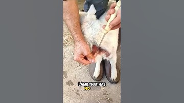 amazing! this is how a lamb finds its new mom❤️ #shorts