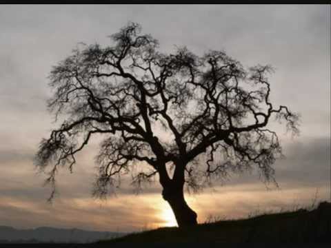 Bye Bye Blackbird.wmv