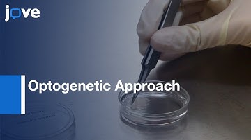 Optogenetic Approach for Assessing Formation of Neuronal Connections | Protocol Preview