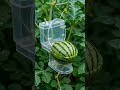 Growing a Toilet-Shaped Watermelon! 🍉🚽