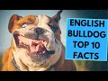 English Bulldog - TOP 10 Interesting Facts